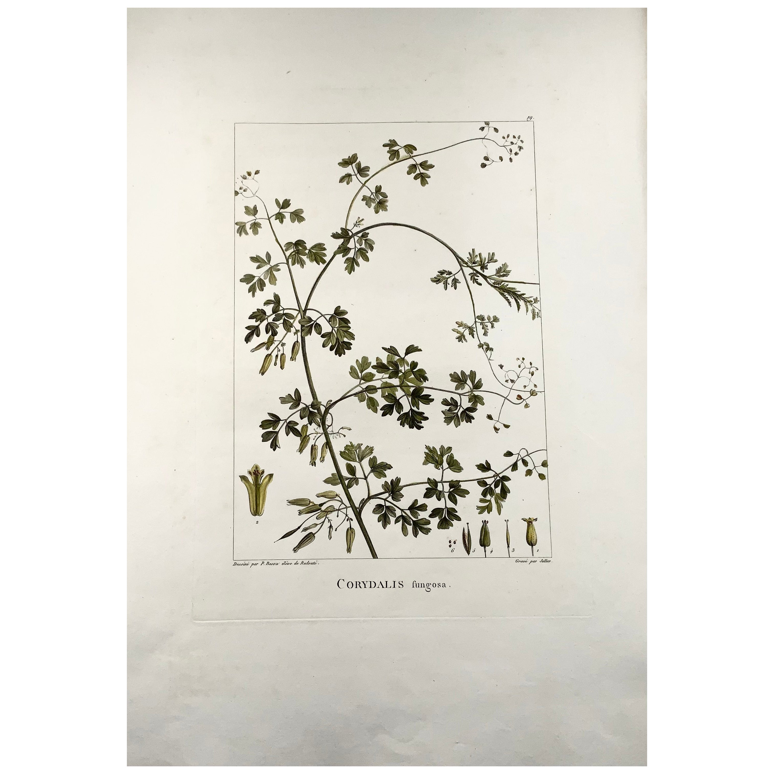 1803 Corydalis, Sellier d'après Bessa et Redoute, coloriage à la main, Botanique en vente