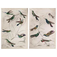Pair of Large Original Antique Prints of Hummingbirds, circa 1835