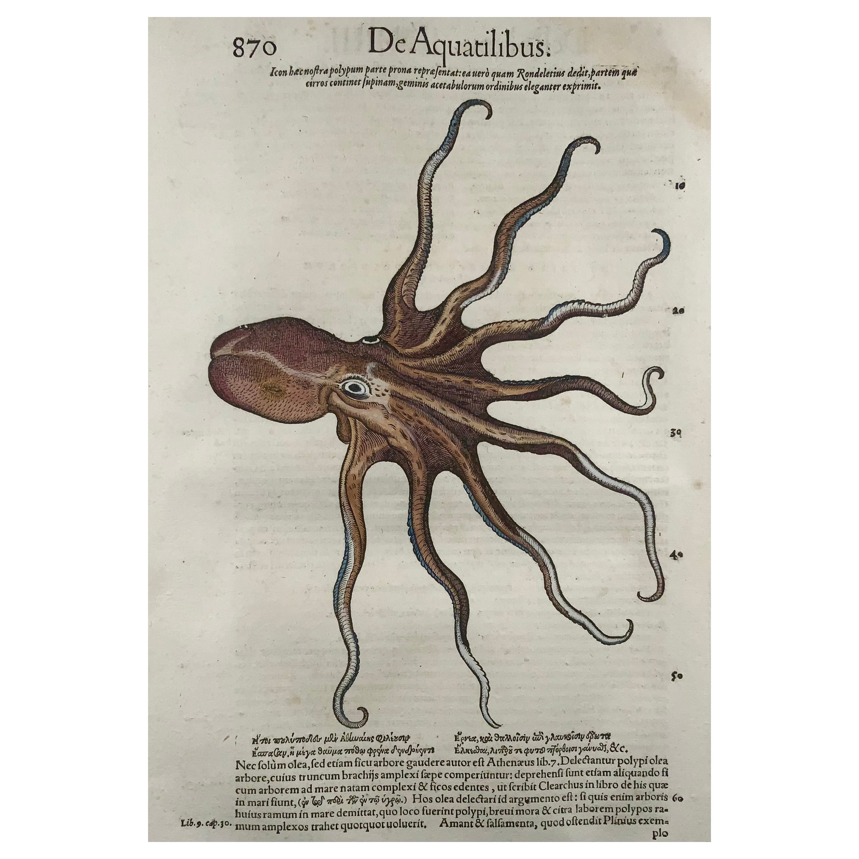 1558 Octopus, Conrad Gesner, Folio, Woodcut, Hand Coloured, First State For Sale