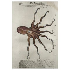 Antique 1558 Octopus, Conrad Gesner, Folio, Woodcut, Hand Coloured, First State