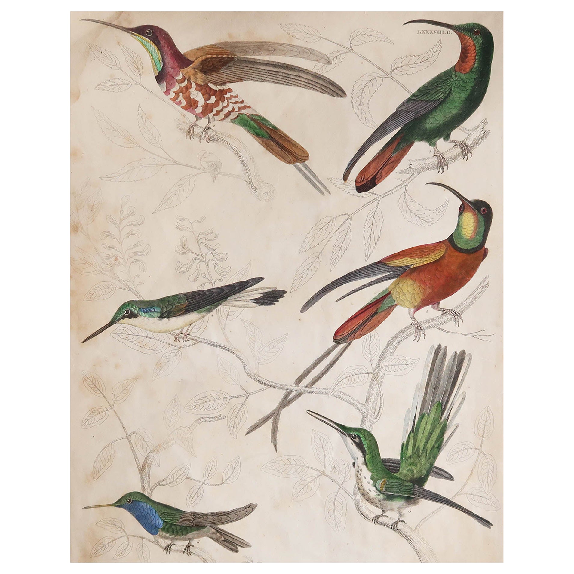 Large Original Antique Natural History Print, Hummingbirds, circa 1835
