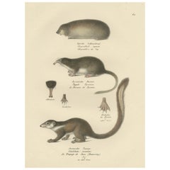 Antique Print of a Golden Mole, Shrew and Tree Shrew