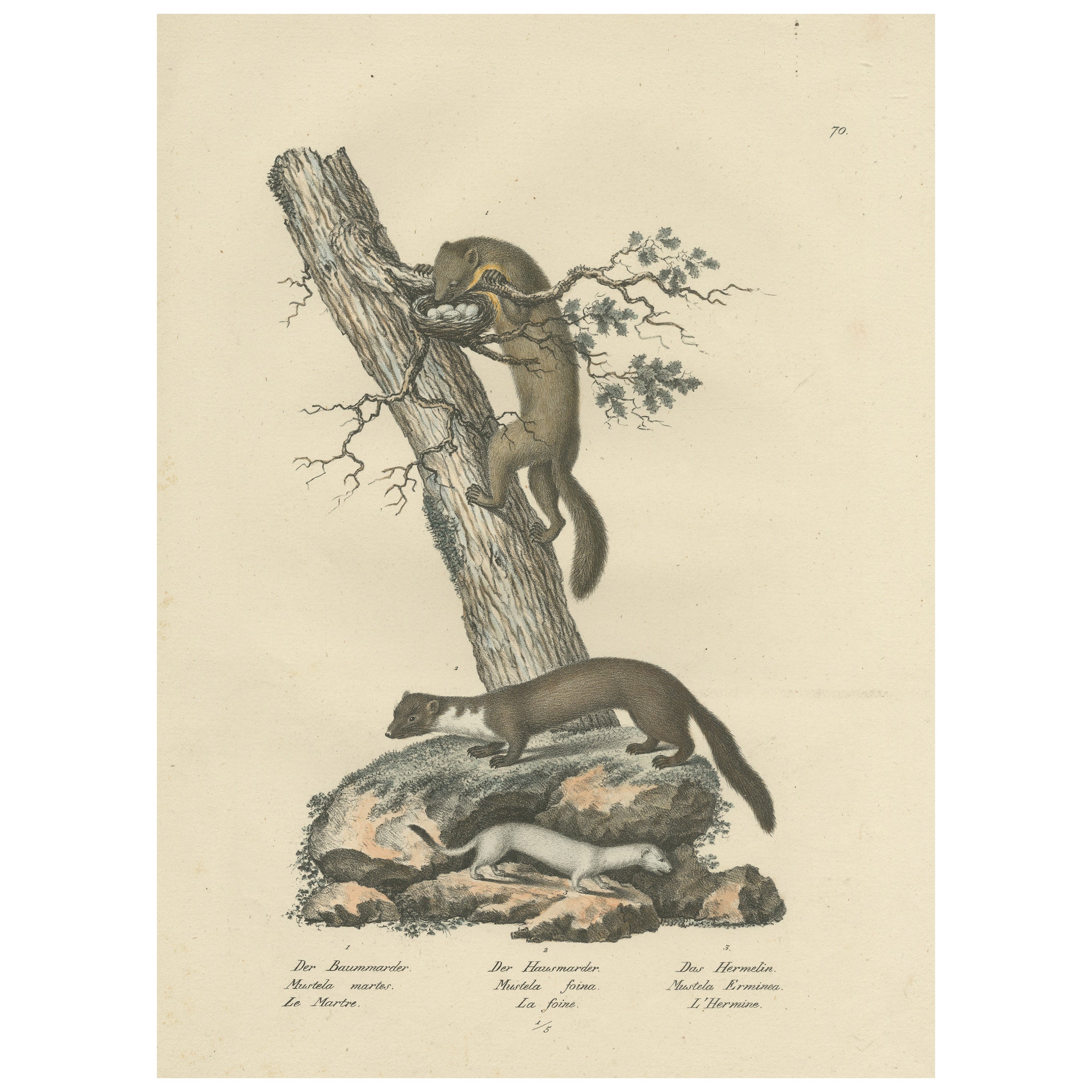 Antique Print of a Pine Marten, Mink and Ermine For Sale