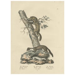 Antique Print of a Pine Marten, Mink and Ermine