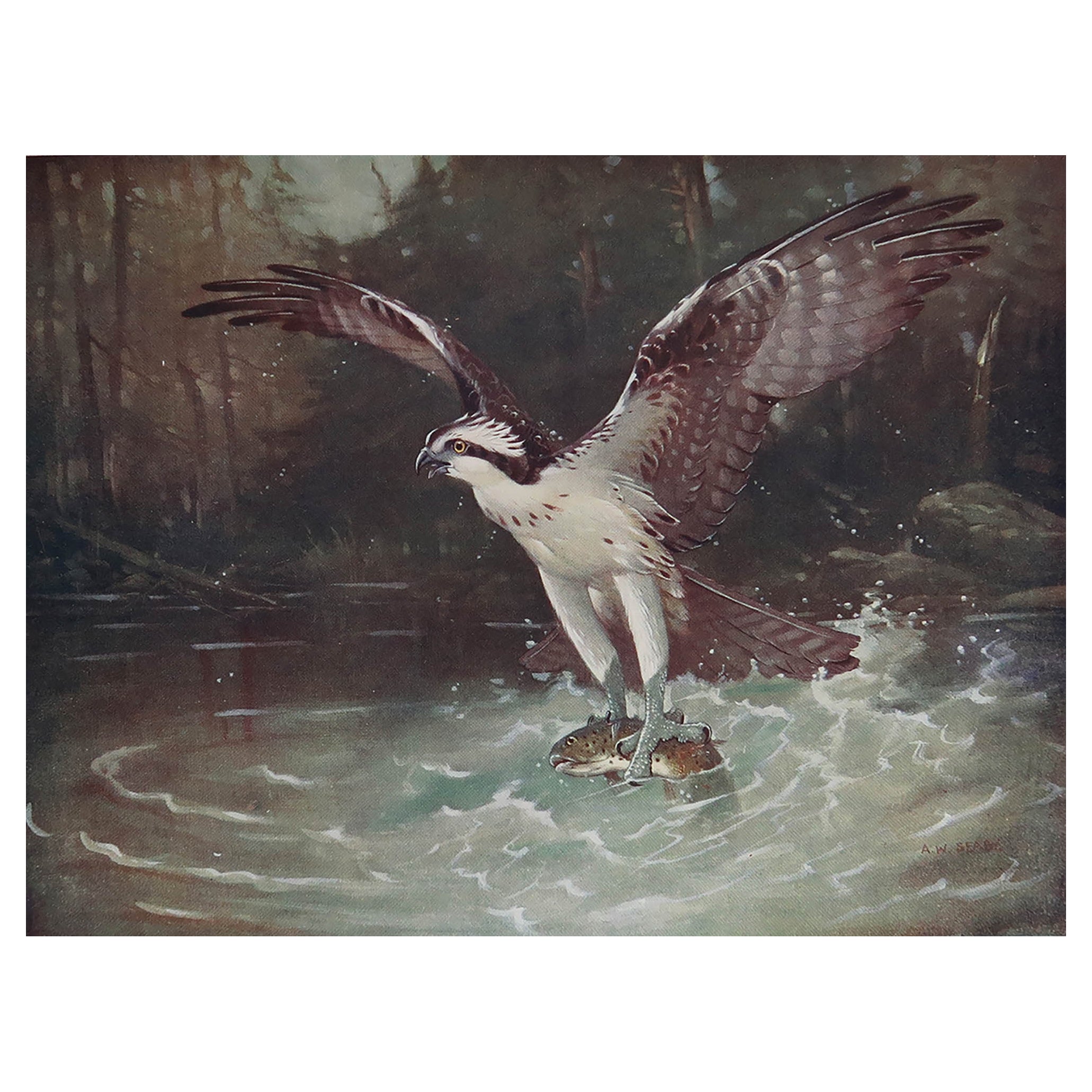 Original Antique Print of an Osprey After A.W. Seaby, C.1910