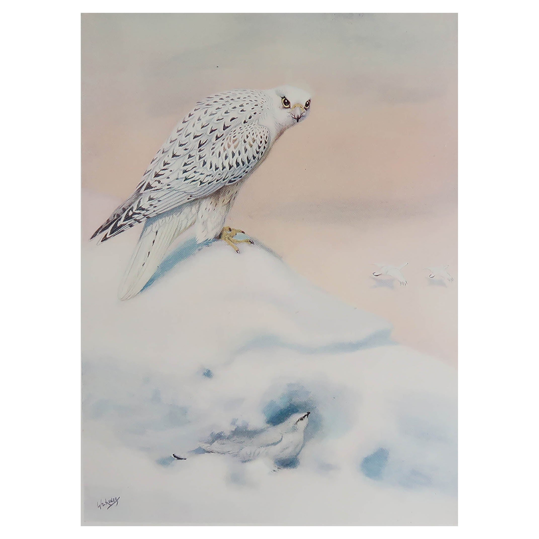 Großer antiker Originaldruck eines Ptarmigans nach G.E. Lodge, um 1910 im Angebot