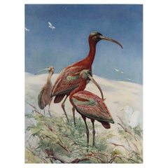 Large Original Antique Print of Ibis After Winifred Austen, circa 1910