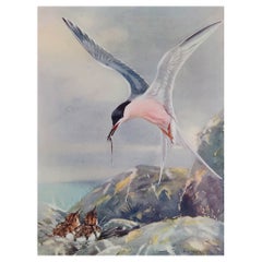 Large Original Antique Print of a Roseate Tern After A.W Seaby, circa 1910
