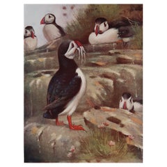 Large Original Antique Print of Puffins After A.W Seaby, circa 1910