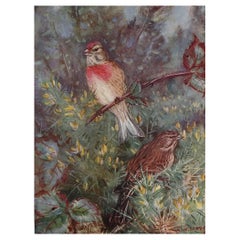 Large Original Antique Print of a Linnet After A.W Seaby, circa 1910