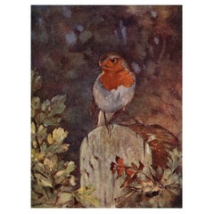 Large Original Antique Print of a Robin After A.W Seaby, circa 1910