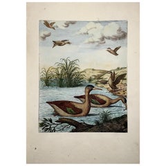 1673 Merganser Ducks, Nicolas Robert Large Folio Etching in Hand Colour