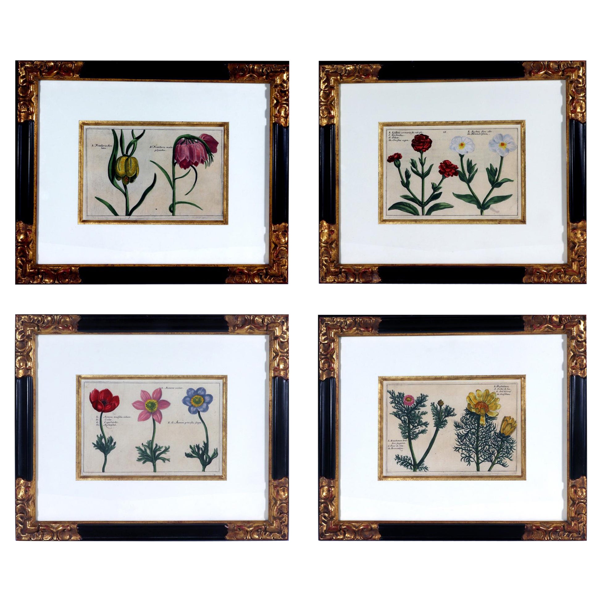 Set of European Framed Botanical Prints, Crispin Van De Passe, "Hortus Floridus"