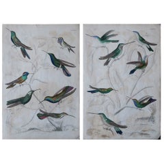 Pair of Large Original Antique Prints of Hummingbirds, circa 1835