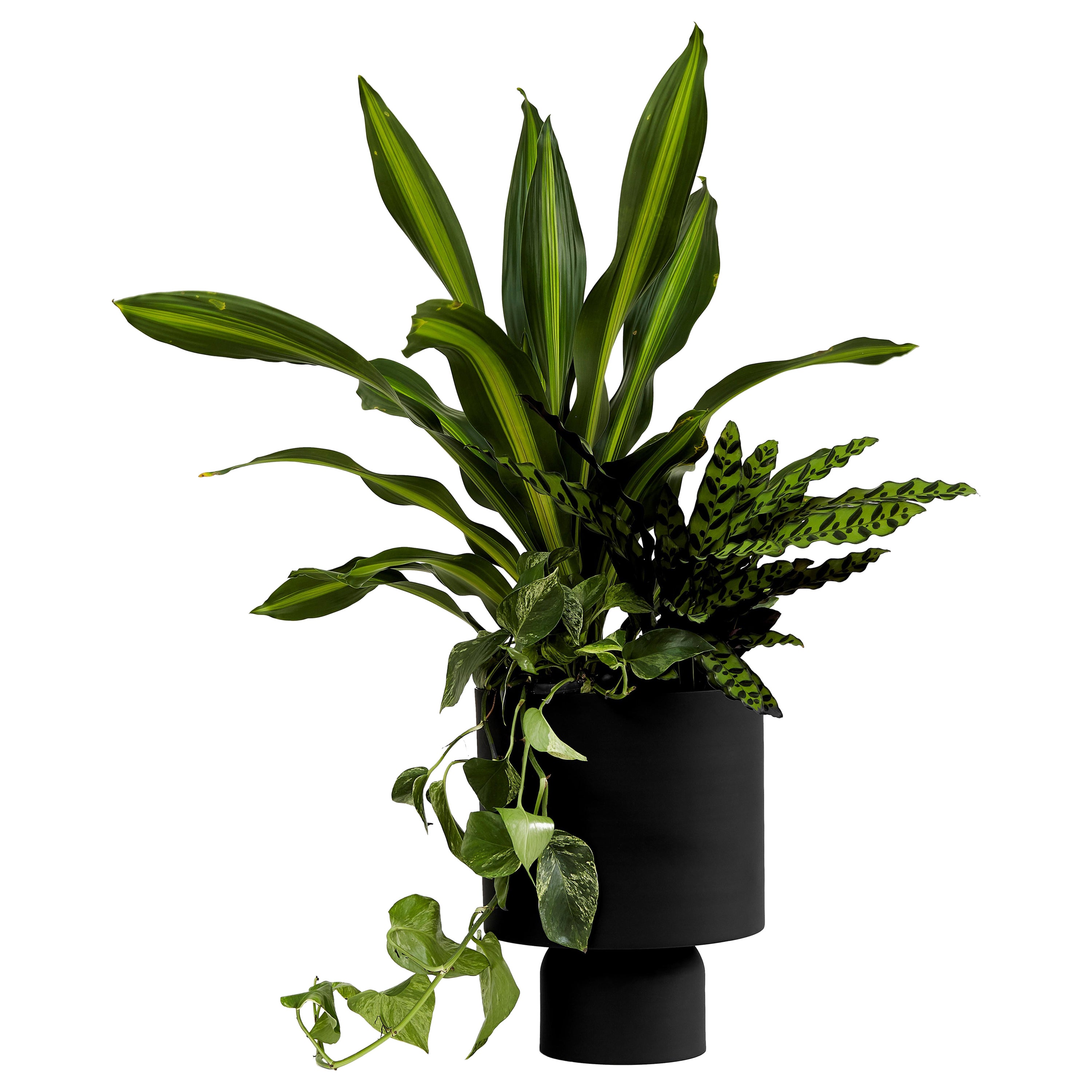 ADA planter was made in a metal spinning process out of aluminum. They come in four types, all can be filled from both sides, allowing for endless combinations from cactus as well as palm trees. 
The planter edition is available in black and