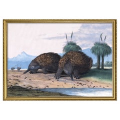 Beautiful Framed Print of "the Echidna" Drawing