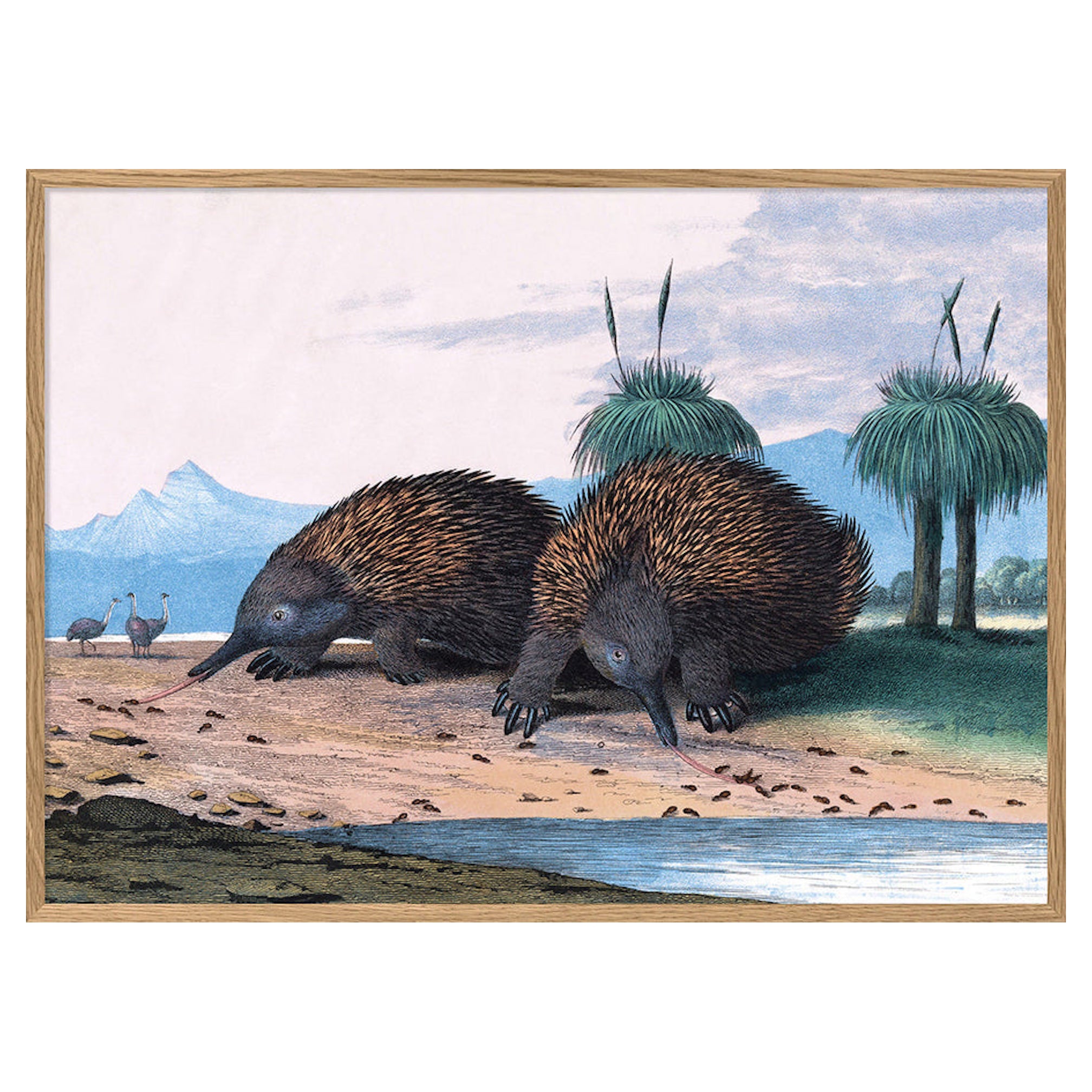 Beautiful Framed Drawing Print of "The Echidna"