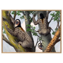 Beautiful Framed Drawing Print of "the Pale-Throated Sloth“