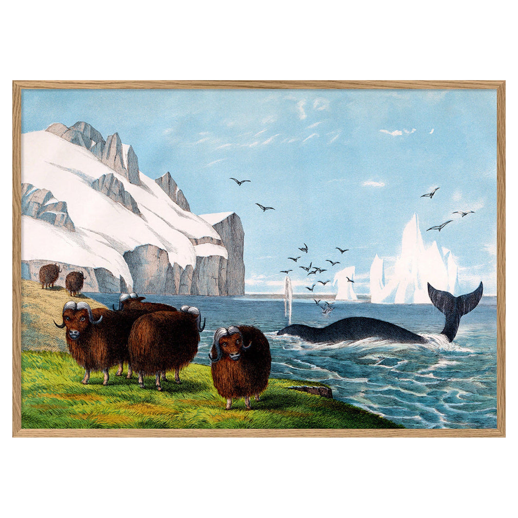 Beautiful Framed Drawing Print of "the Muskox"