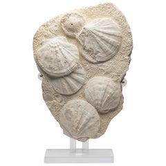 Fossil Pecten Plate Specimen from France 23 Million Y/O in a Custom Acrylic Base