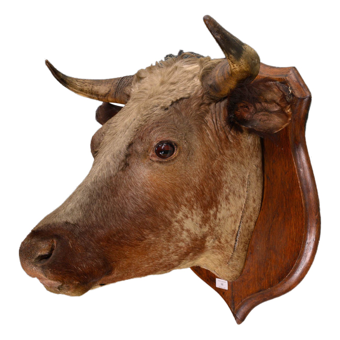 Antique Rowland Ward  late 19th C Victorian lifesize bull’s head  For Sale