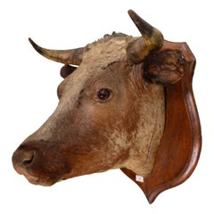 Antique Rowland Ward  late 19th C Victorian lifesize bull’s head 