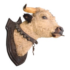 Antique late 19th C Victorian lifesize bull’s head