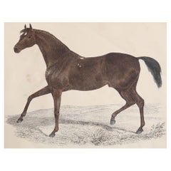 Original Antique Print of a Racehorse, 1847 'Unframed'