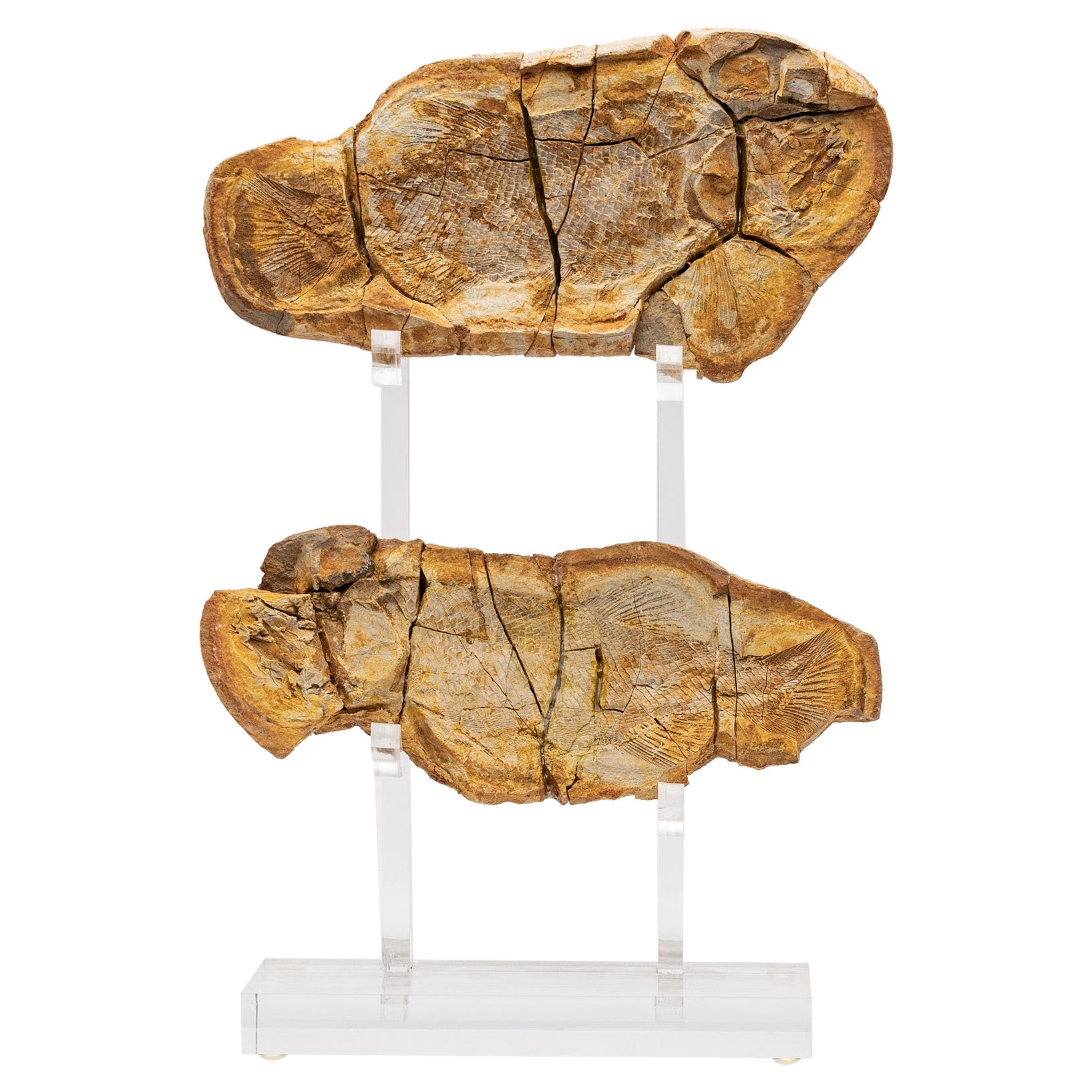 Pteronisculus cicatrosus Fossil-Fisch Positiv und Negativ aus Madagaskar 247MM im Angebot