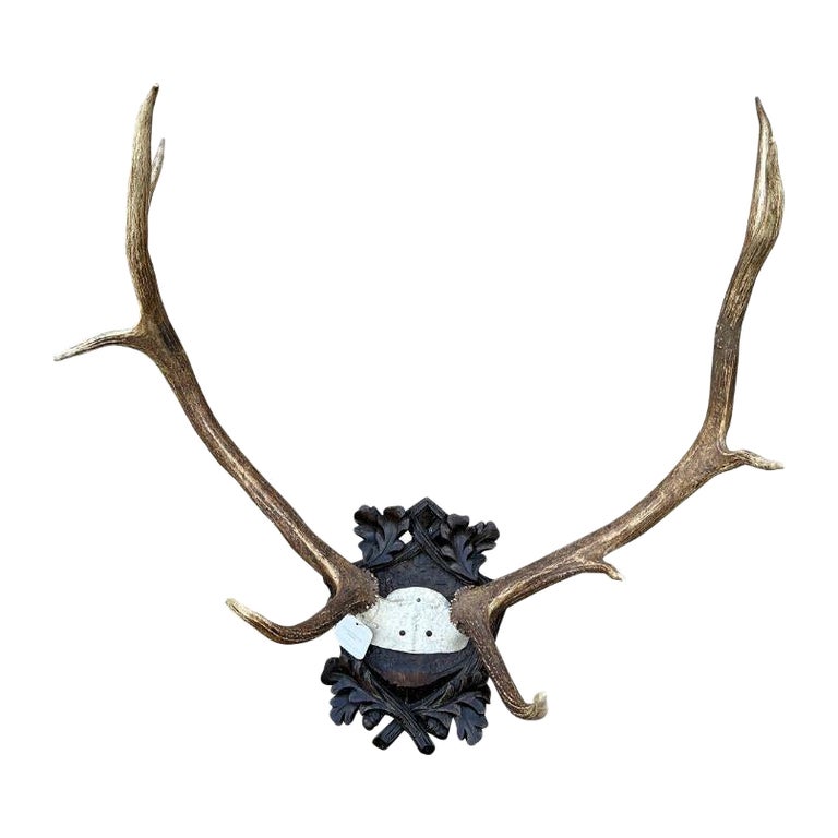 Mounted Antlers For Sale at 1stDibs