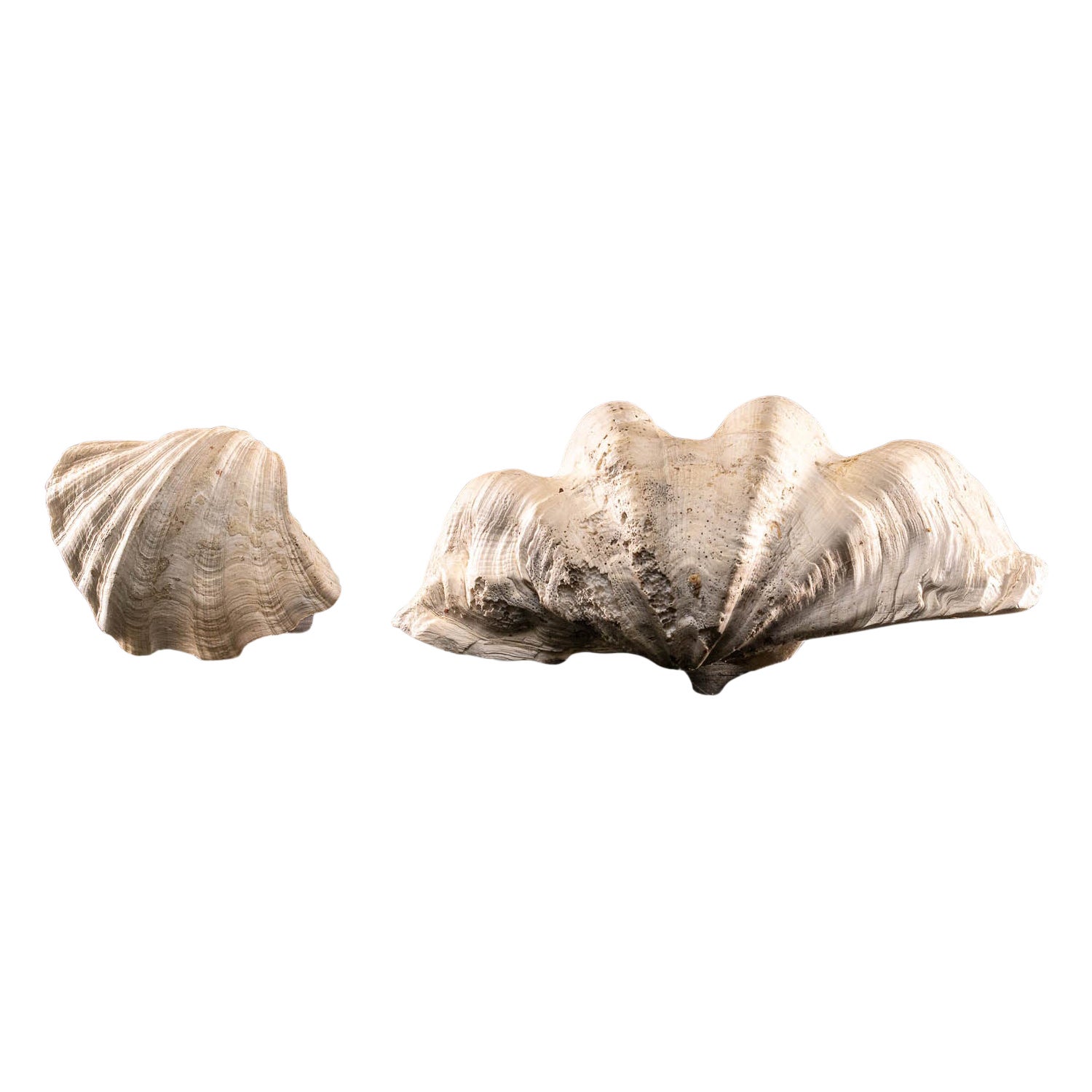  Selection  of 2 Polished Tridacna or Giant Clam  For Sale