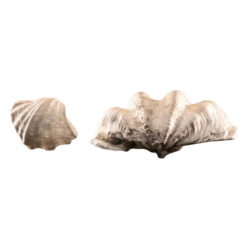 Extra Large Natural Tridacna Gigas High Elbow Clam Shell at 1stDibs ...