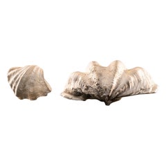  Selection  of 2 Polished Tridacna or Giant Clam 