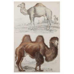 Large Original Antique Natural History Print, Camels, circa 1835