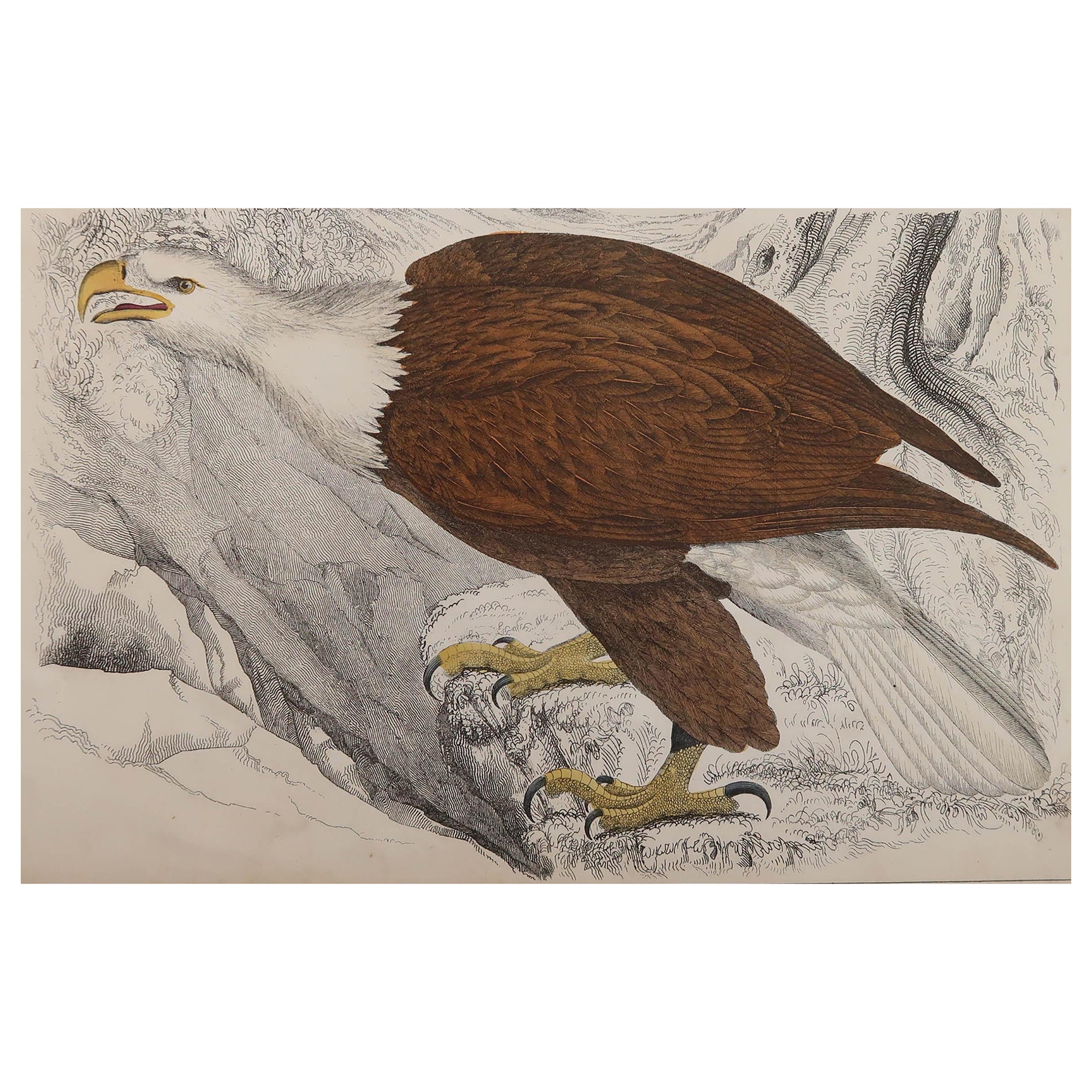 Original Antique Print of an Eagle, 1847 'Unframed'