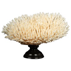 Mounted Table Coral Specimen