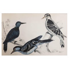 Original Antique Print of Woodpeckers, 1847 'Unframed'