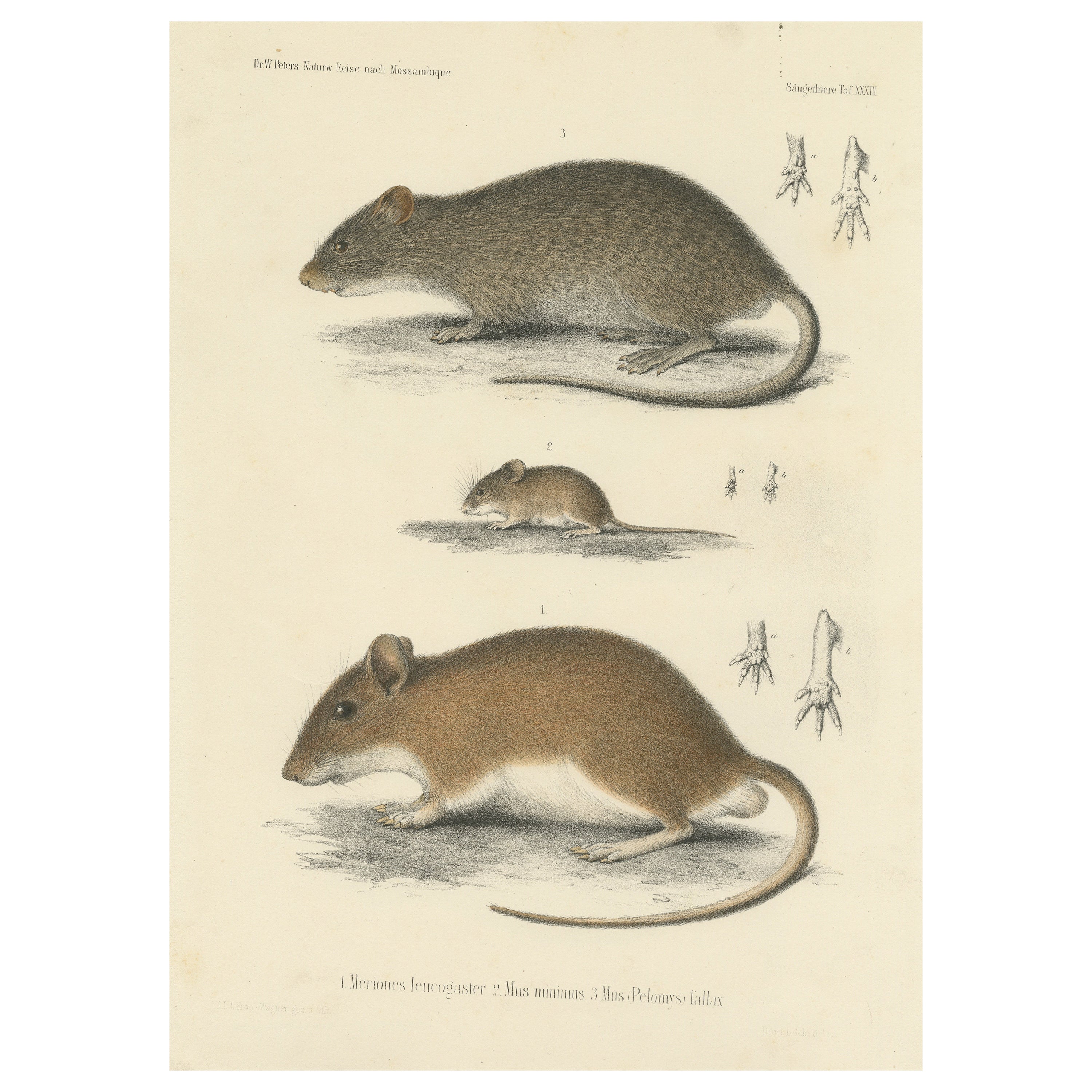 Antique Print of a Gerbil, Mouse and Rat For Sale