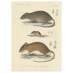 Antique Print of a Gerbil, Mouse and Rat