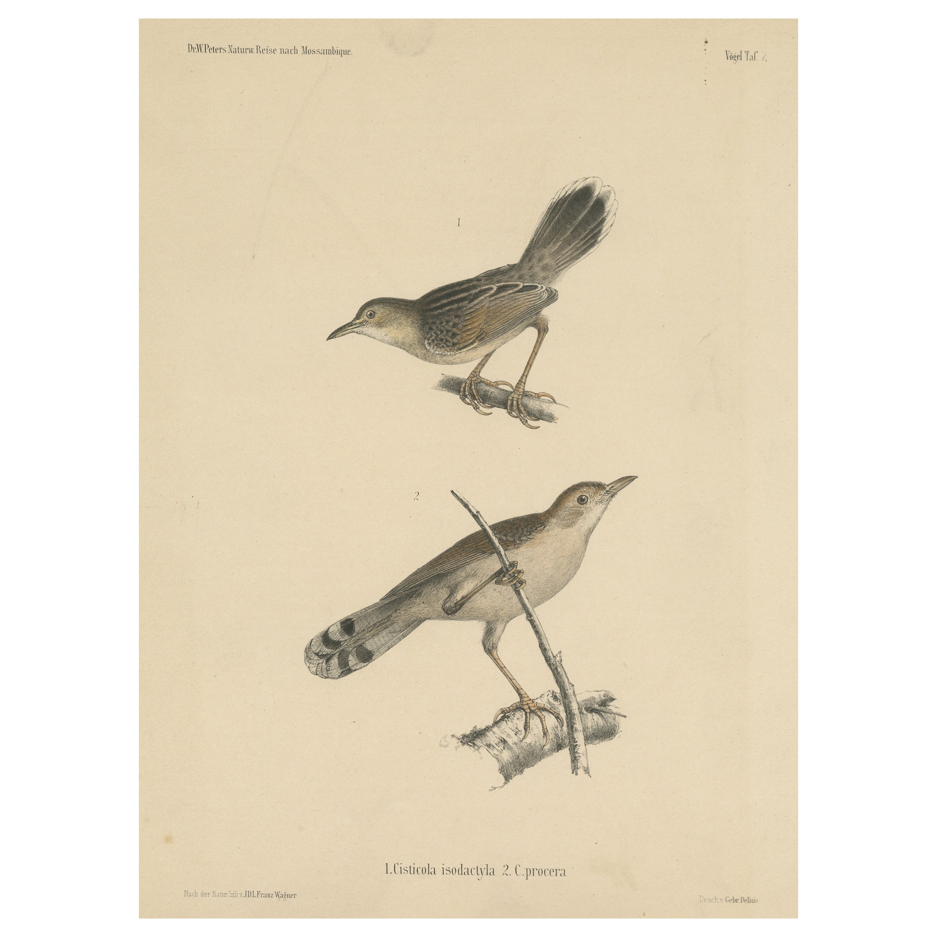 Antiker Vogeldruck von Cisticola- Species im Angebot
