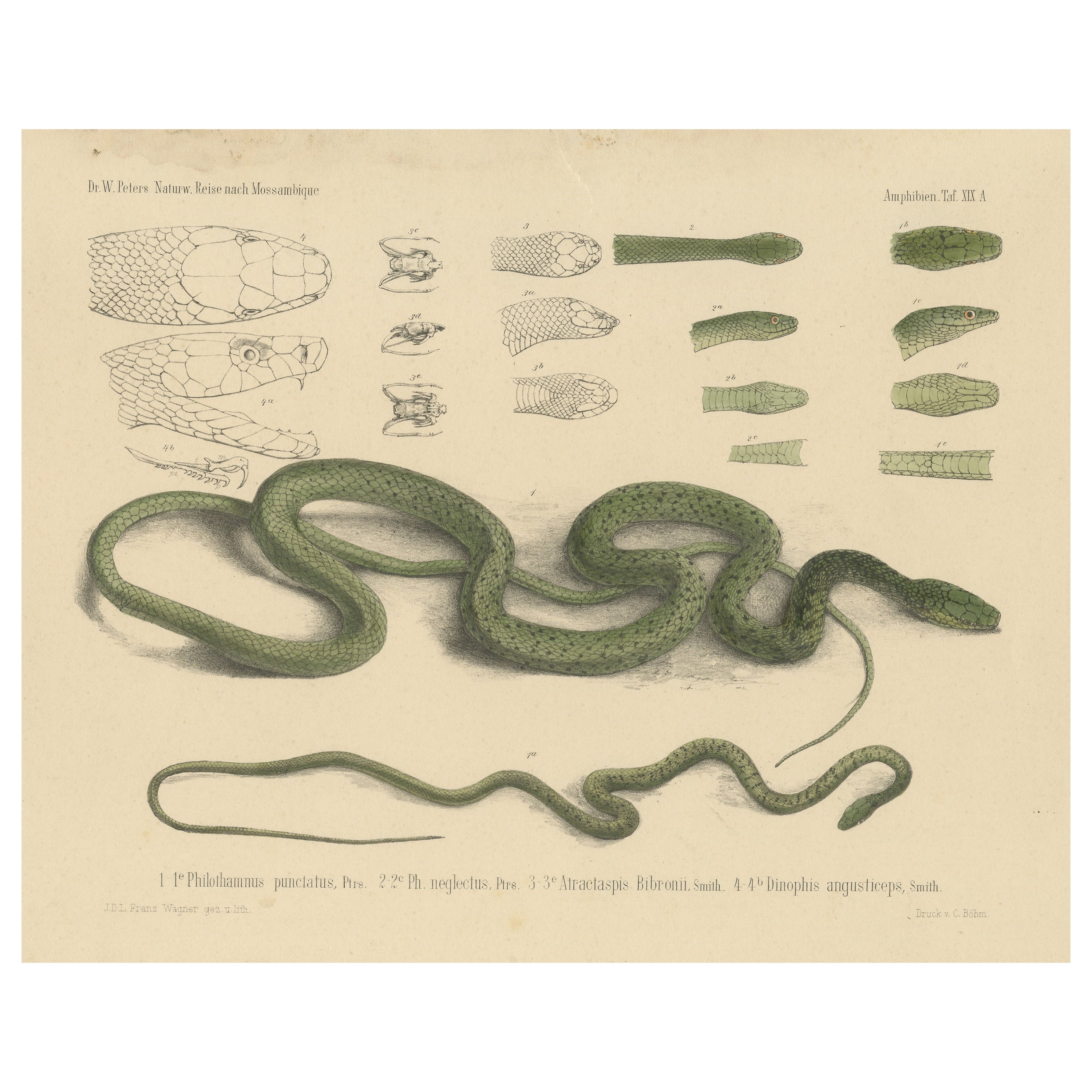 Antique Print of Philothamnus and other Snake Species For Sale