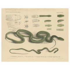 Antique Print of Philothamnus and other Snake Species