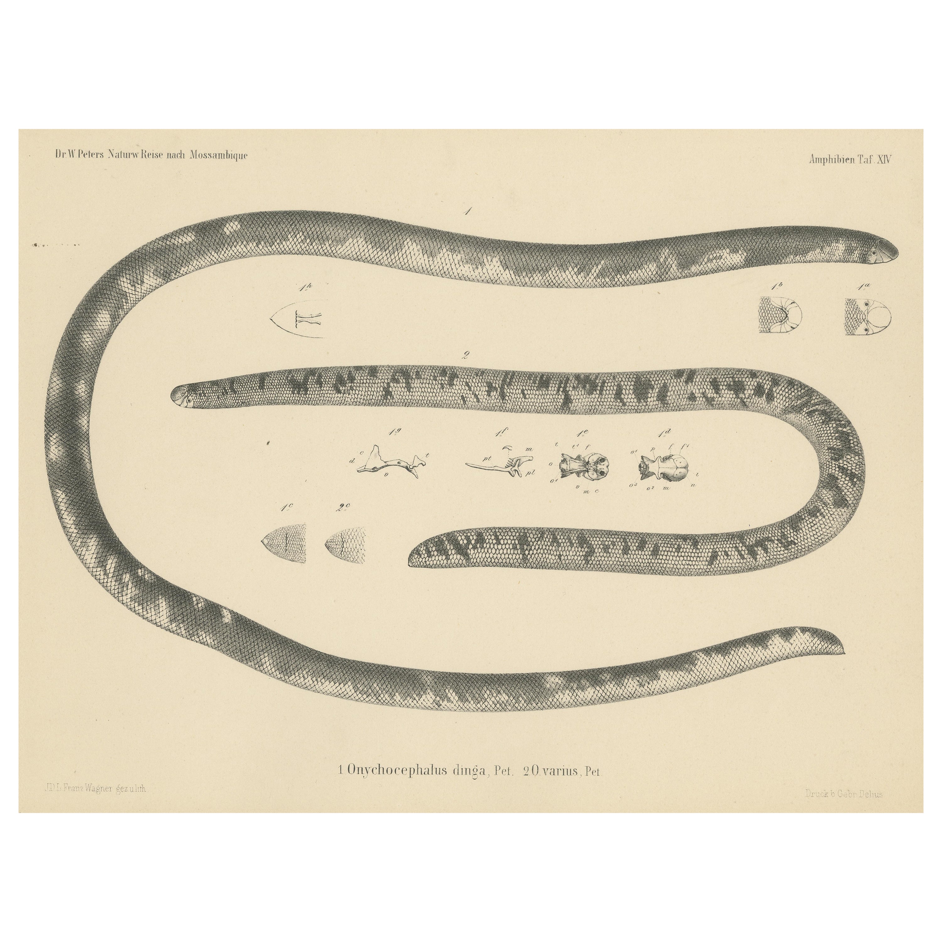 Antique Print of the African Giant Blind Snake For Sale