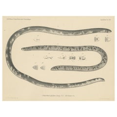 Stampa antica del serpente gigante cieco africano
