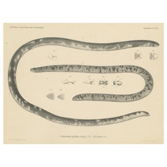 Antique Print of the African Giant Blind Snake