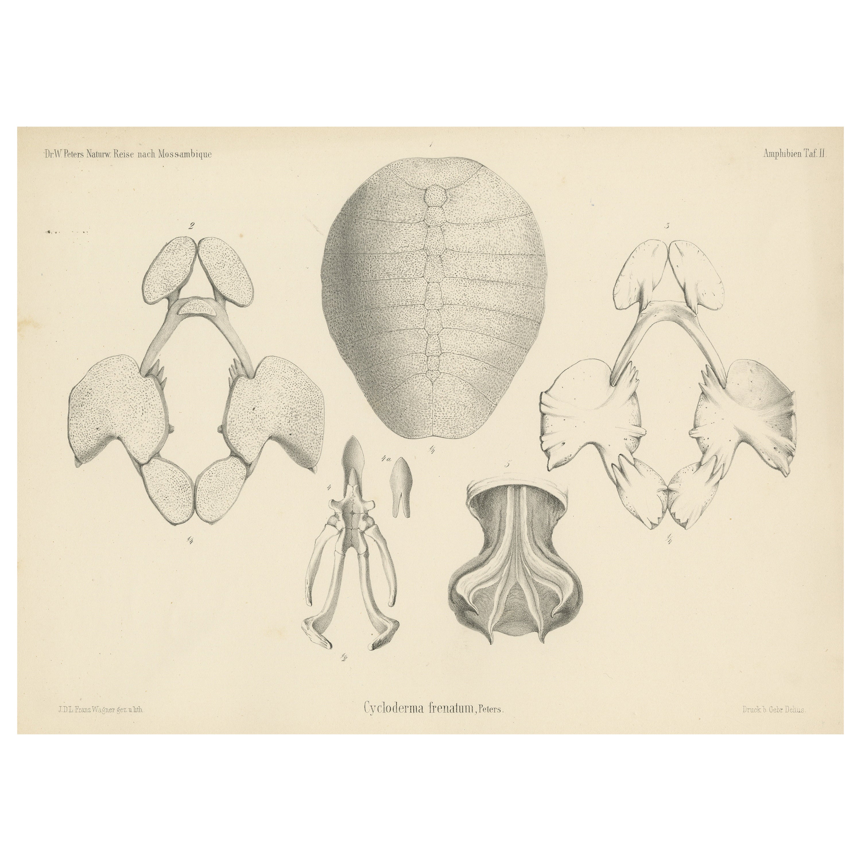 Antique Print of the Zambezi Flapshell Turtle