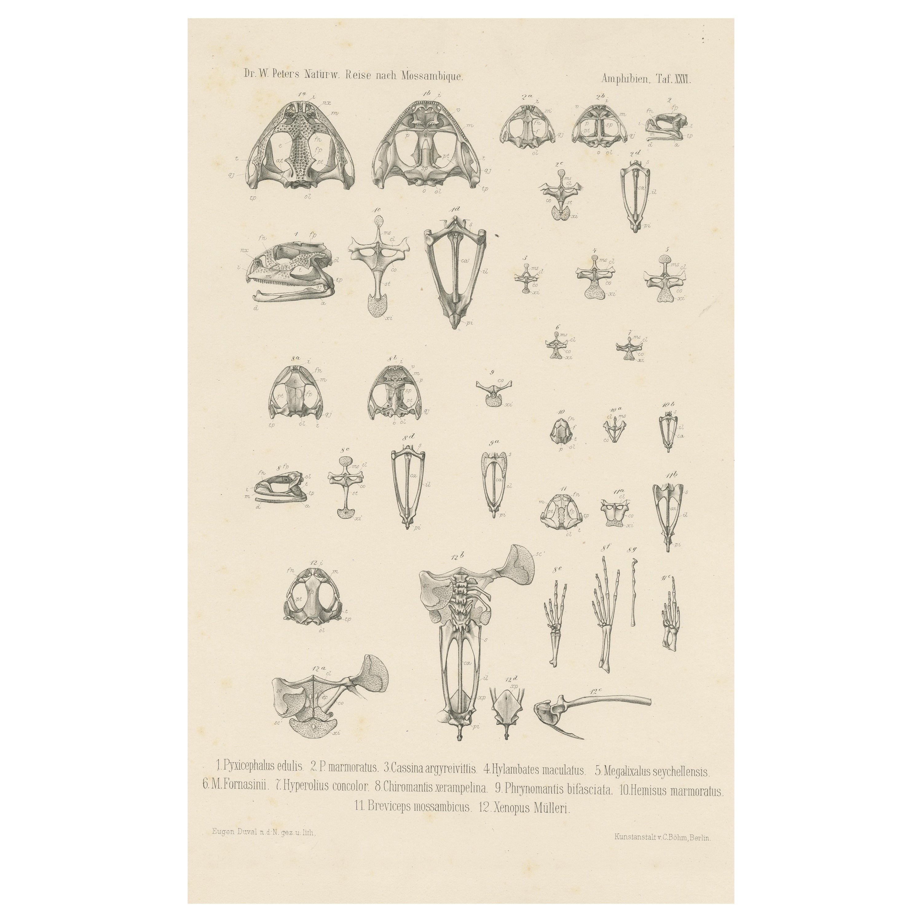 Antique Print of Bones of Various Frog Species For Sale
