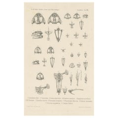 Antique Print of Bones of Various Frog Species