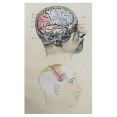 Original Vintage Medical Print, the Brain, circa 1900