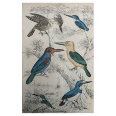 Large Original Antique Print of Kingfishers, circa 1835